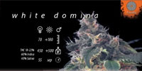 White Domina