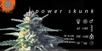 Power Skunk